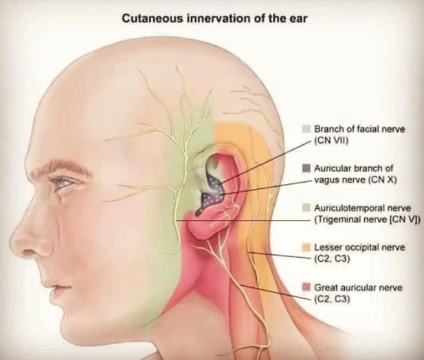 Nerves of the external ear - Otalgia - ODYO